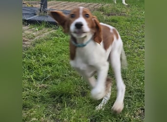 Irish Red and White Setter "Énya", geb. 29.07.2025