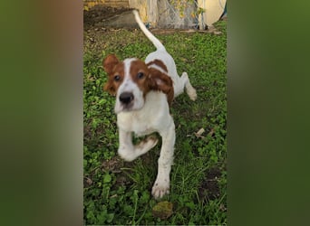 Irish Red and White Setter "Erin", geb. 29.07.2025