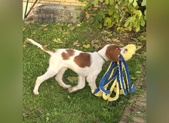 Irish Red and White Setter "Eragon", geb. 29.07.2025