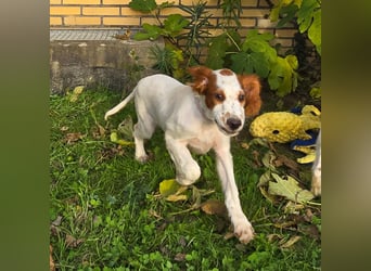 Irish Red and White Setter "Ellie", geb. 29.07.2025