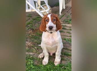 Irish Red and White Setter "Eamon", geb. 29.07.2025