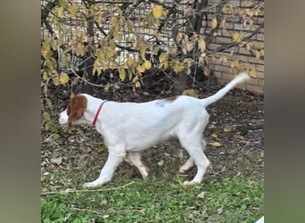 Irish Red and White Setter "Éala", geb. 29.07.2025
