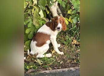 Irish Red and White Setter "Énya", geb. 29.07.2025