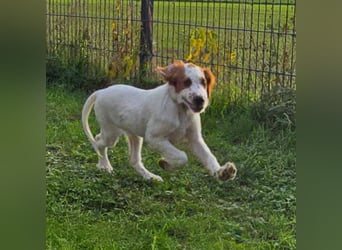 Irish Red and White Setter "Ellie", geb. 29.07.2025
