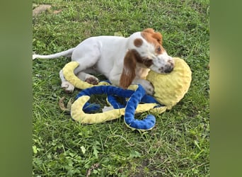 Irish Red and White Setter "Ellie", geb. 29.07.2025