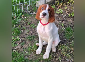 Irish Red and White Setter "Éala", geb. 29.07.2025