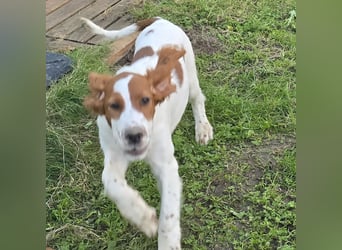 Irish Red and White Setter "Eamon", geb. 29.07.2025