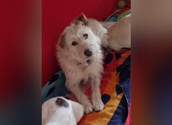 GONZIK ca. 7 J. gemütlicher Goldschatz sucht Traumzuhause