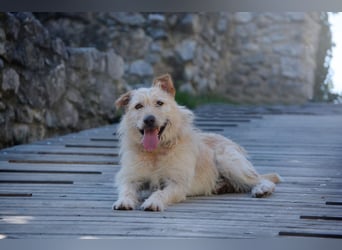 GONZIK ca. 7 J. gemütlicher Goldschatz sucht Traumzuhause