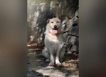 GONZIK ca. 7 J. gemütlicher Goldschatz sucht Traumzuhause