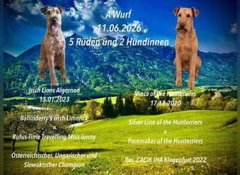 Irish Terrier Welpen