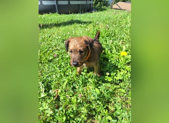 Irish Terrier Welpen