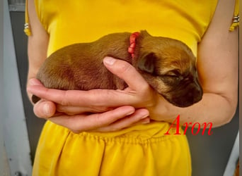 Irish Terrier Welpen