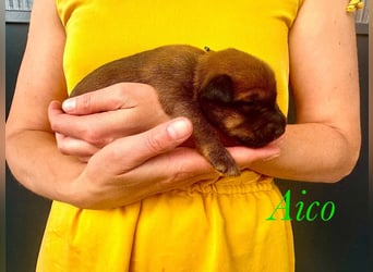 Irish Terrier Welpen