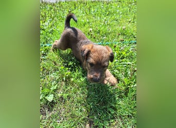 Irish Terrier Welpen