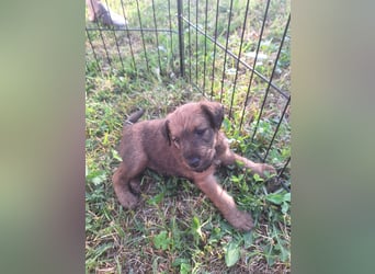 Irish Terrier Welpen