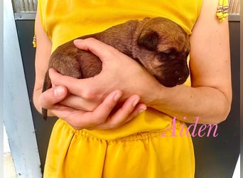 Irish Terrier Welpen