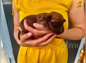 Irish Terrier Welpen