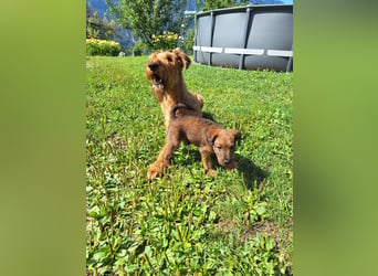 Irish Terrier Welpen