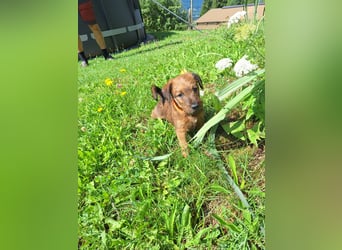 Irish Terrier Welpen