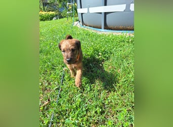 Irish Terrier Welpen