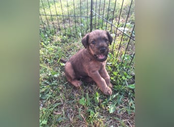 Irish Terrier Welpen