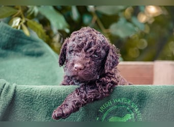 Irish Water Spaniel Welpen / Nichthaarend / FCI - VDH Zucht