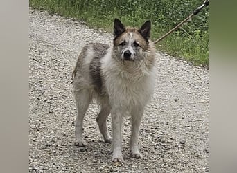 Mitch ein sanfter großer Rüde