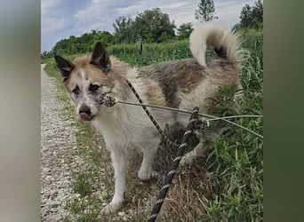 Mitch ein sanfter großer Rüde