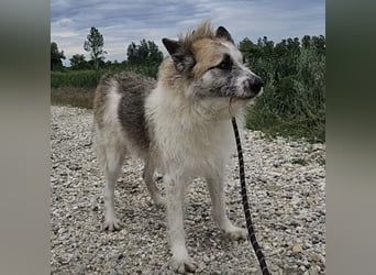 Mitch ein sanfter großer Rüde