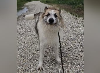 Mitch ein sanfter großer Rüde