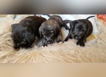 Drei Irish Wolfhound Mädels, suchen ein neues Zuhause.