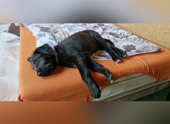 Drei Irish Wolfhound Mädels, suchen ein neues Zuhause.