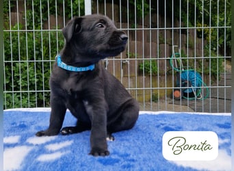 Drei Irish Wolfhound Mädels, suchen ein neues Zuhause.
