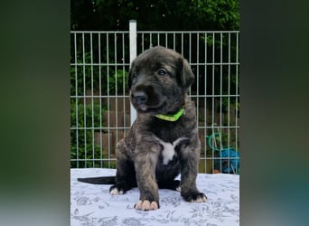Drei Irish Wolfhound Mädels, suchen ein neues Zuhause.
