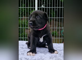Drei Irish Wolfhound Mädels, suchen ein neues Zuhause.