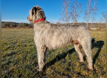 Drei Irish Wolfhound Mädels, suchen ein neues Zuhause.
