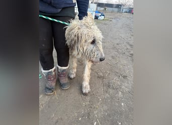 Falcor sucht sein Für-immer-Zuhause