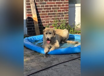 Falcor wartet in Deutschland auf seine Menschen