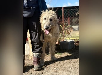 Falcor wartet in Deutschland auf seine Menschen