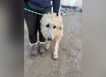 Falcor wartet in Deutschland auf seine Menschen