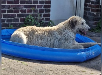 Falcor wartet in Deutschland auf seine Menschen