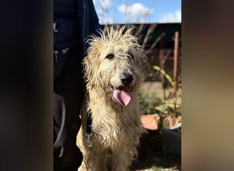 Falcor wartet in Deutschland auf seine Menschen