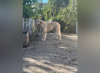 Falcor wartet in Deutschland auf seine Menschen