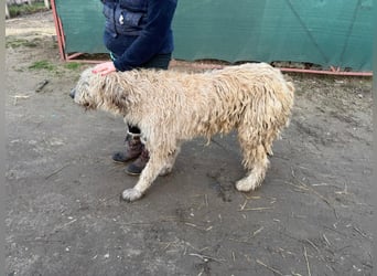 Falcor sucht sein Für-immer-Zuhause