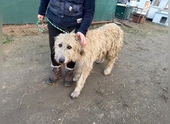 Falcor wartet in Deutschland auf seine Menschen