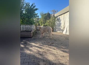Falcor wartet in Deutschland auf seine Menschen