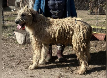 Falcor wartet in Deutschland auf seine Menschen