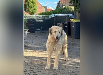 Falcor wartet in Deutschland auf seine Menschen