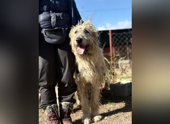 Falcor sucht sein Für-immer-Zuhause